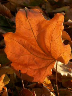 Sabian Symbol for Libra 25: Information in the symbol of an autumn leaf