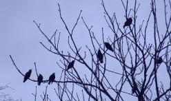 Sabian Symbol for Leo 28: Many little birds on a limb of a big tree