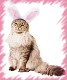 New Moon in Aquarius ~ Chinese New Year of the Cat or Rabbit