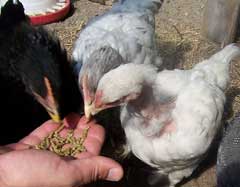 Sabian Symbol for Libra 7: A woman feeding chickens and protecting them from the hawks.