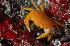 Cancer the Crab