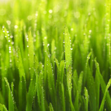 Sabian Symbol for Leo 10: Early morning dew sparkes as sunlight floods the field