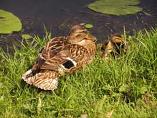 Sabian Symbol for Aries 30: A duck pond and its brood.