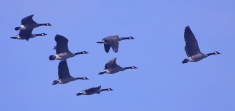 Sabian Symbol for Aries 12: A flock of wild geese