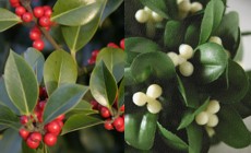 Holly and Mistletoe