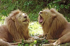 New Moon in Leo (the lion)
