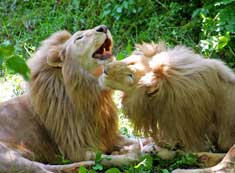 New Moon in Leo, the Lion