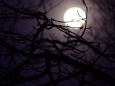 Full Moon in Taurus through the branches