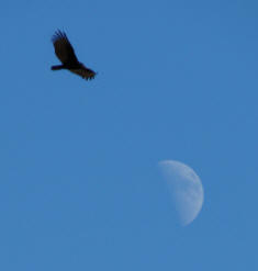 New Moon in Scorpio - the eagle is one of Scorpio's symbols