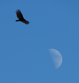 First Quarter Moon with Eagle