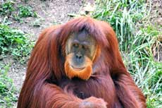 Sabian Symbol for Virgo 16: An orangutan.