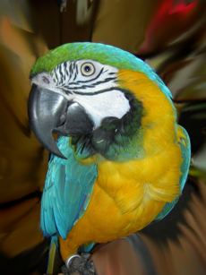 Scorpio 19: A parrot listening and then talking