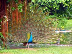 Sabian Symbol for Taurus30: Peacock parading on an ancient lawn.