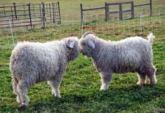 Full Moon in Aries, the Ram