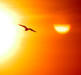 Solar Return Premium Forecast Report