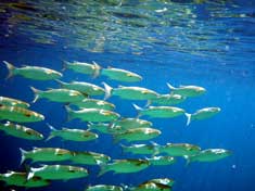 A school of fish - the deeper reasons