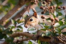Sabian Symbol for Pisces 2: A squirrel hiding from hunters.