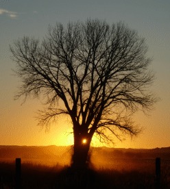 The Sun - ruler of Leo