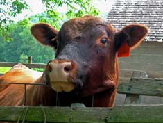 Full Moon in Taurus, the Bull
