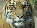Chinese Year of the Tiger