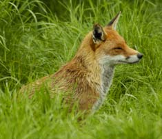 Sabian Symbol for Pisces 14: Lady in a fox fur.